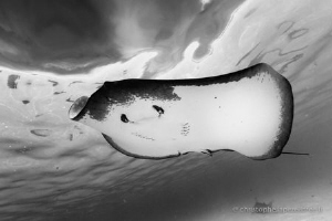 Sting ray - snorkeling with sting rays and sharks close t... by Christophe Lapeze 